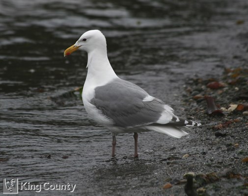 Photo of Larus glaucescens